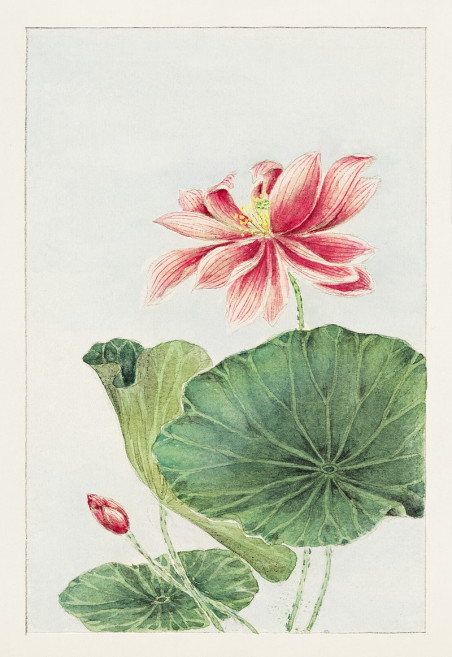 Hasu (lotusas) 