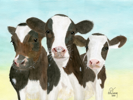 Friesian Cows Triplets