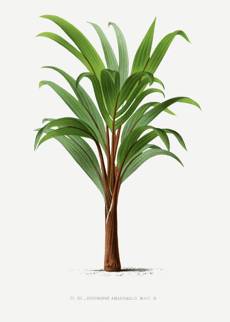 Pieter Joseph de Pannemaeker reprodukcija Vintage palm tree illustration 1