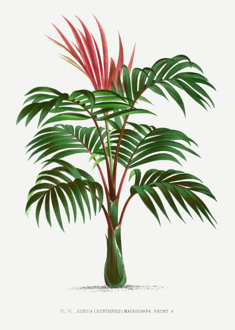 Pieter Joseph de Pannemaeker reprodukcija Vintage palm tree illustration 2