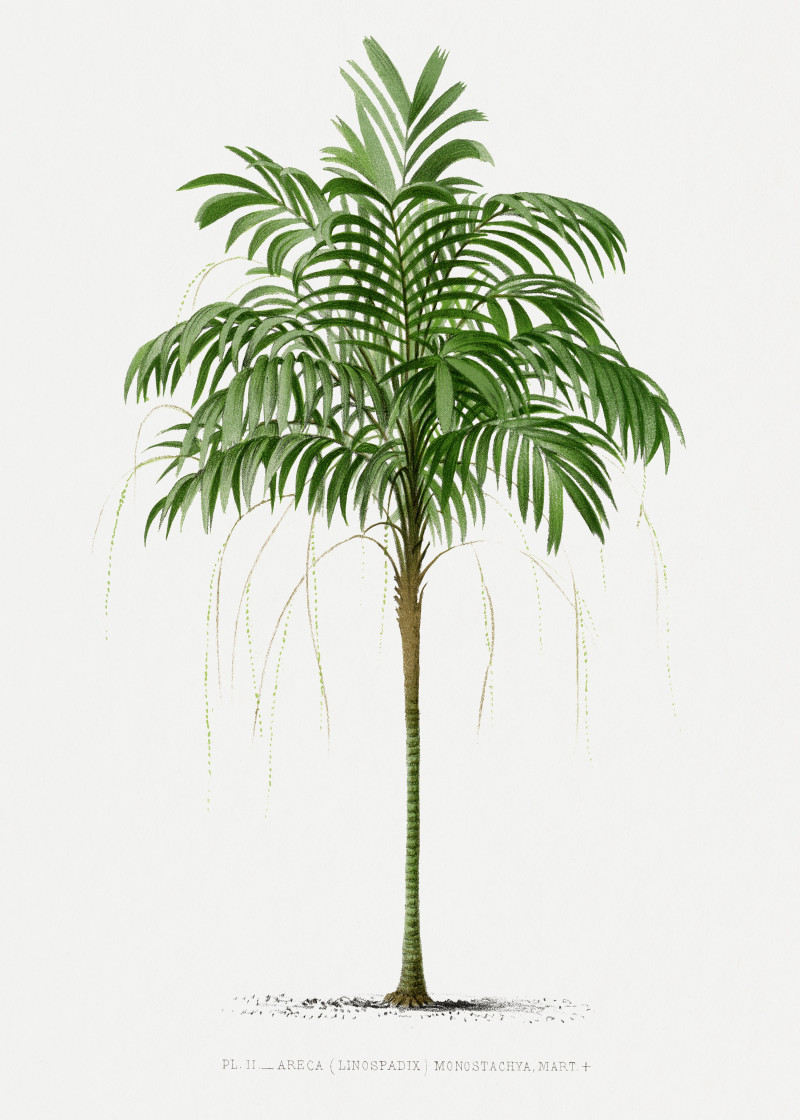 Pieter Joseph de Pannemaeker reprodukcija Vintage palm tree illustration 3