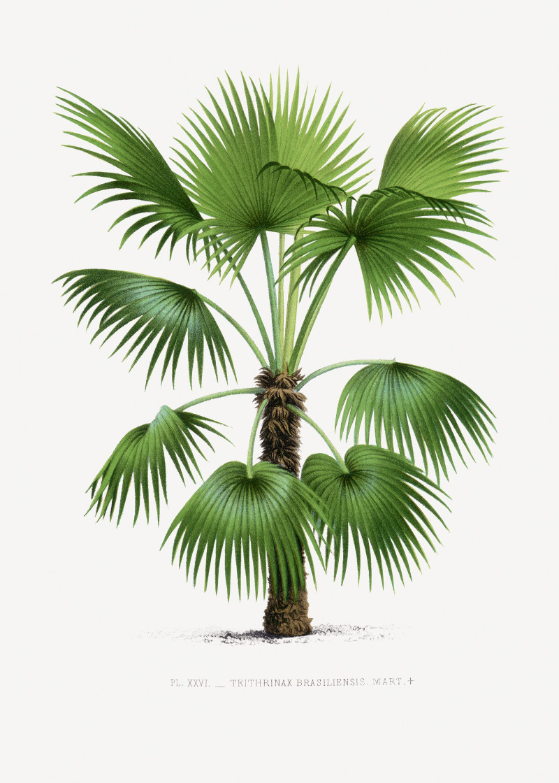 Pieter Joseph de Pannemaeker reprodukcija Vintage palm tree illustration 5