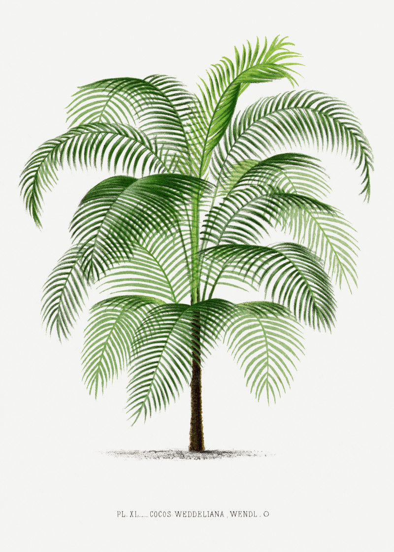 Pieter Joseph de Pannemaeker reprodukcija Vintage palm tree illustration 6