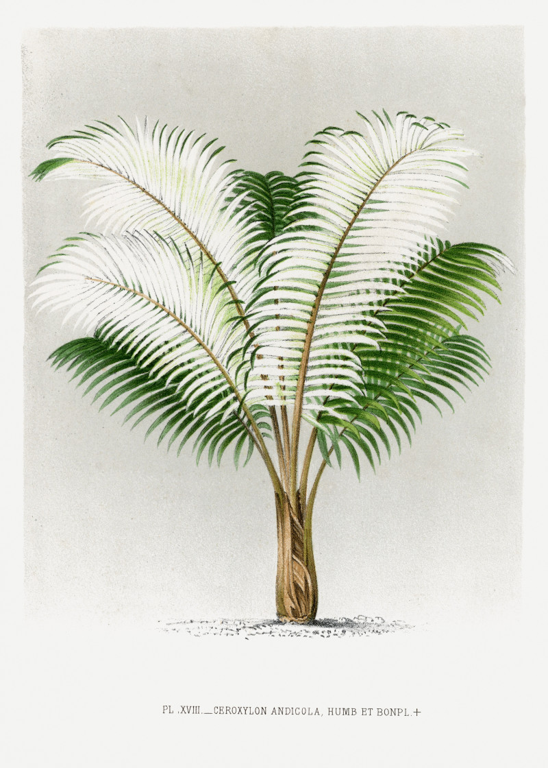 Pieter Joseph de Pannemaeker reprodukcija Vintage palm tree illustration 7
