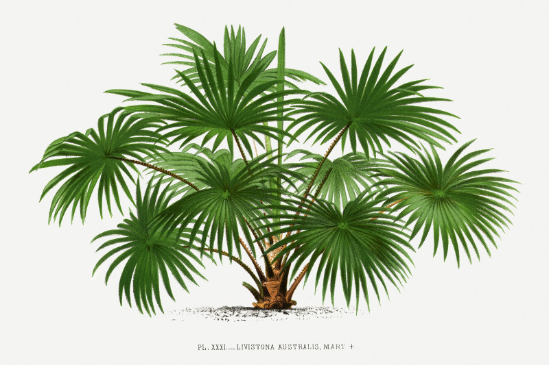 Pieter Joseph de Pannemaeker reprodukcija Vintage palm tree illustration 11