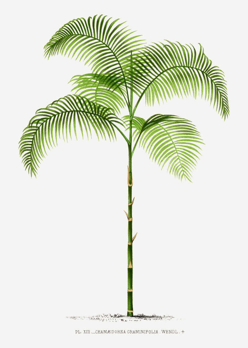 Pieter Joseph de Pannemaeker reprodukcija Vintage palm tree illustration 13