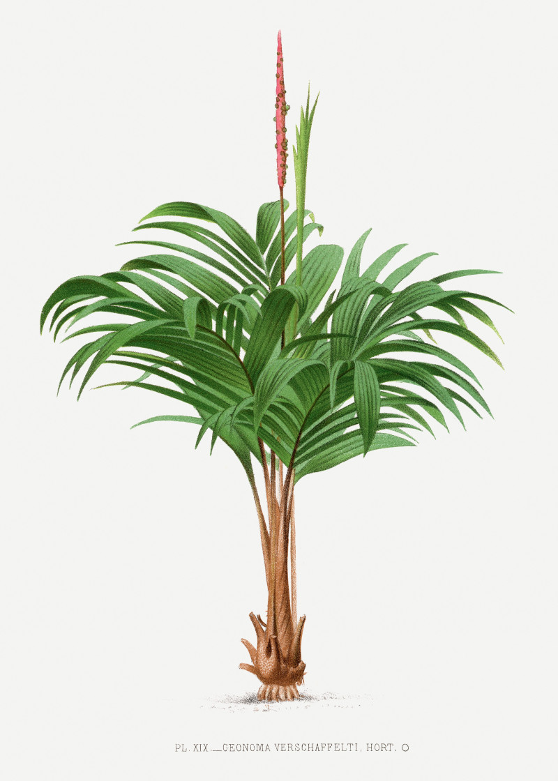 Pieter Joseph de Pannemaeker reprodukcija Vintage palm tree illustration 15