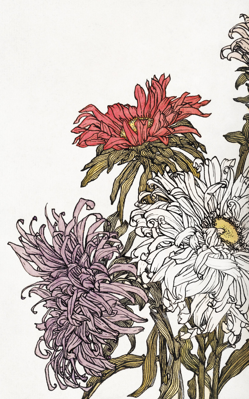 Chrysanthemums giclee print by Julie de Graag