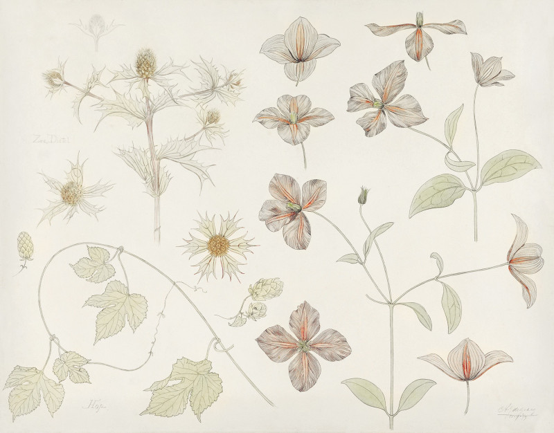 Study sheet with Sea Thistle, Hop and Clematis (1899) giclee print by Julie de Graag
