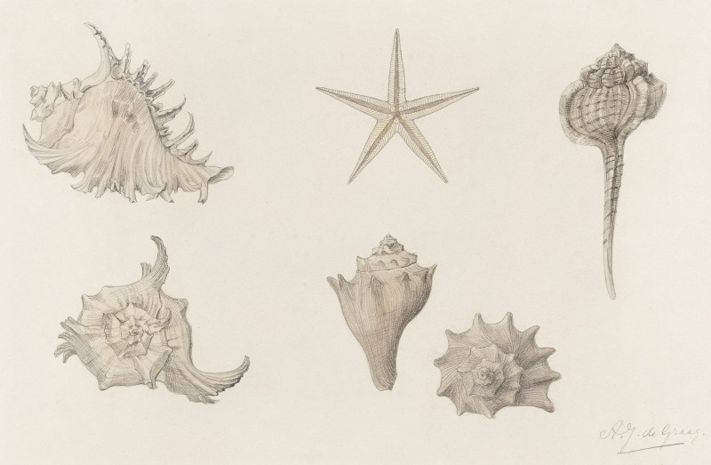 Shells giclee print by Julie de Graag