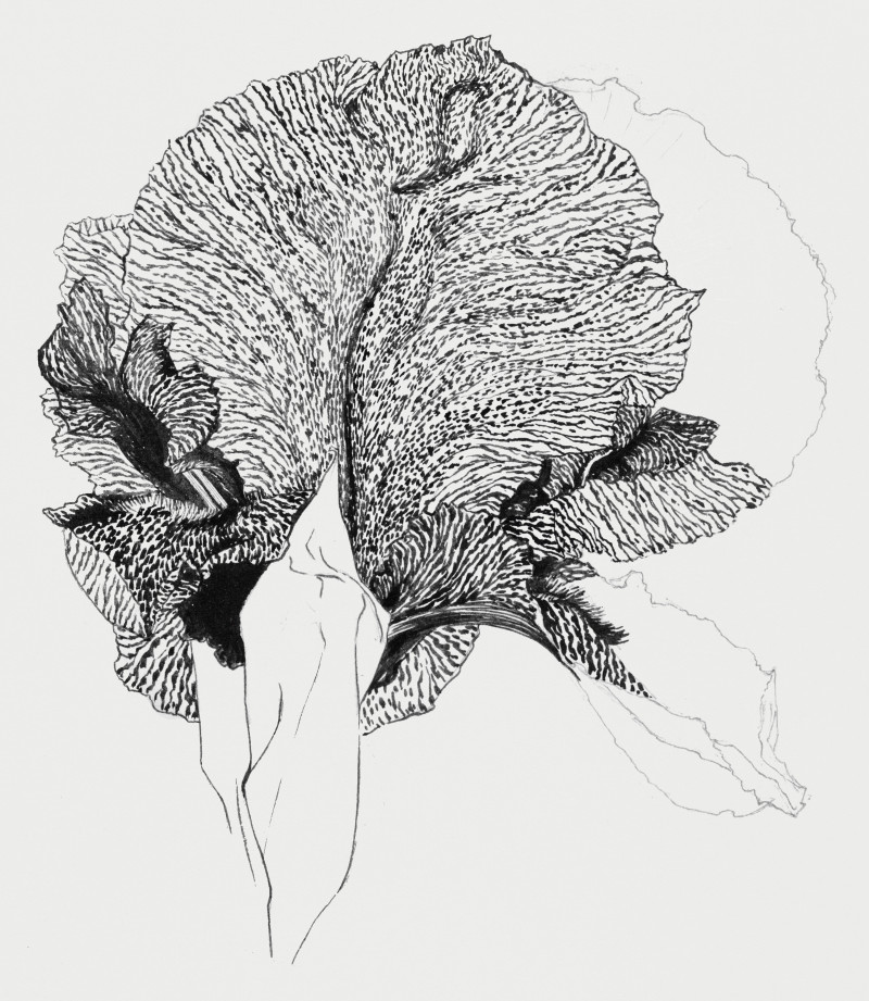Iris giclee print by Julie de Graag