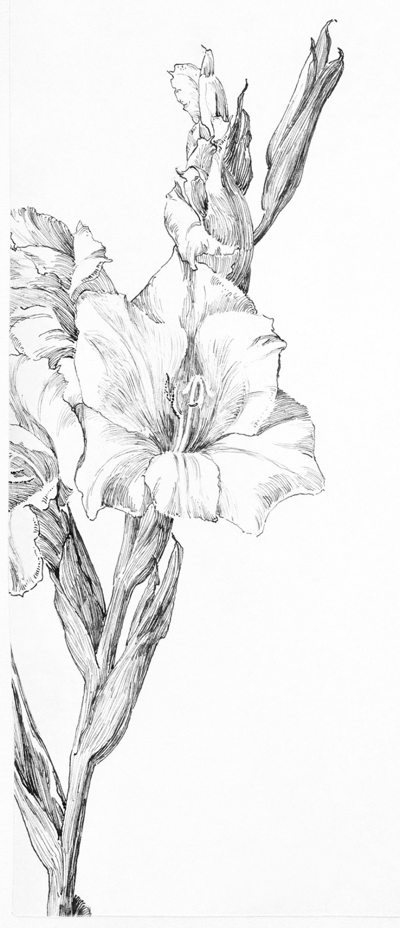 Gladiolus giclee print by Julie de Graag