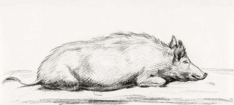 Jean Bernard reprodukcija Lying Pig (1775-1883)