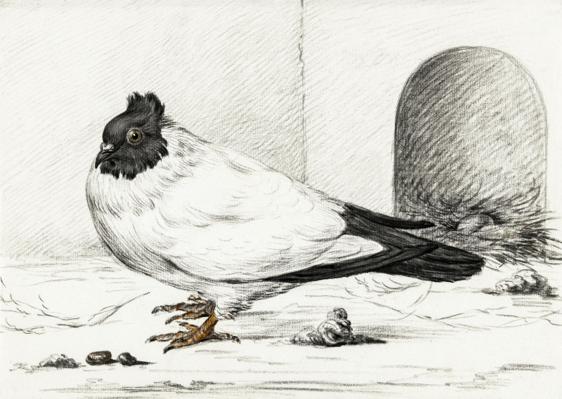 Jean Bernard reprodukcija Pigeon And A Nest With An egg (1801)E