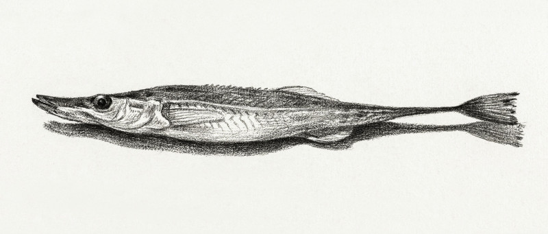 Fish (1819) giclee print by Jean Bernard