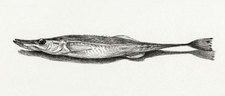 Fish (1819)