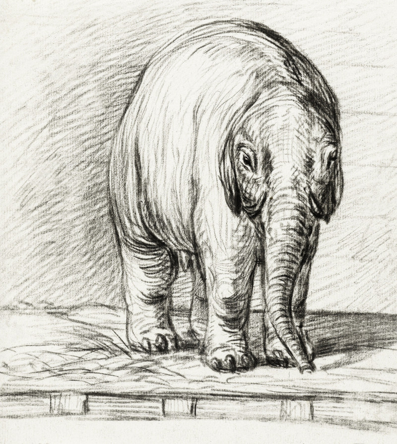 Jean Bernard reprodukcija Standing Elephant (1800)