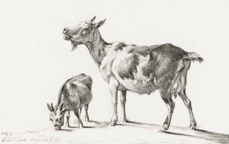 Goats (1775-1883) giclee print by Jean Bernard