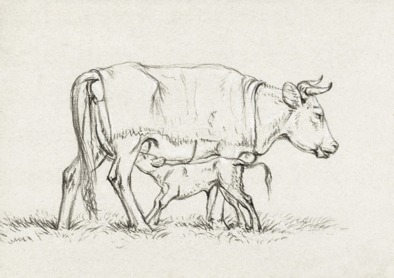 Jean Bernard reprodukcija Calf Drinking With His Mother (1815)