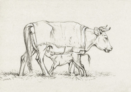 Calf Drinking With His Mother (1815)