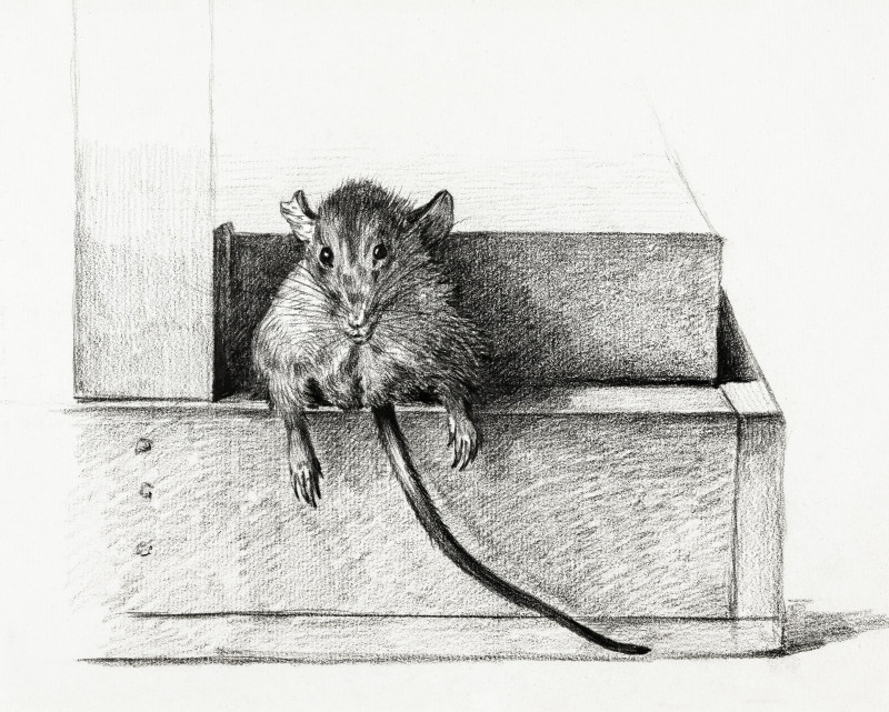 Mouse (1821) giclee print by Jean Bernard