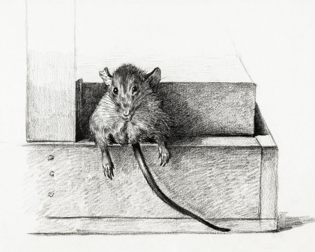 Mouse (1821)