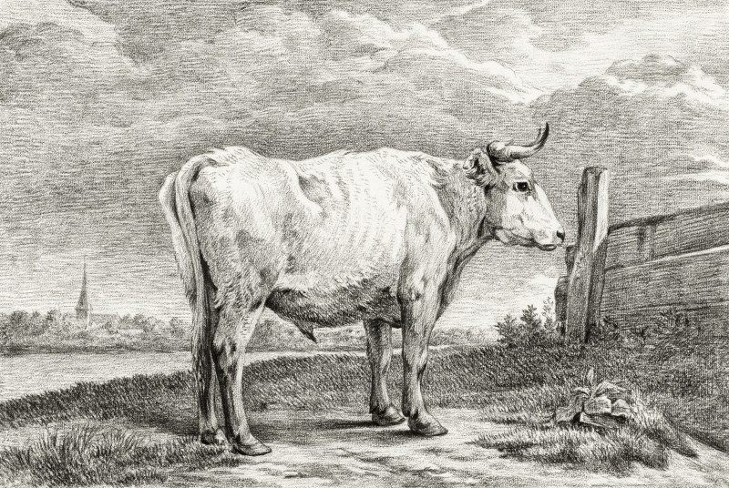 Jean Bernard reprodukcija Standing Bull (1817)
