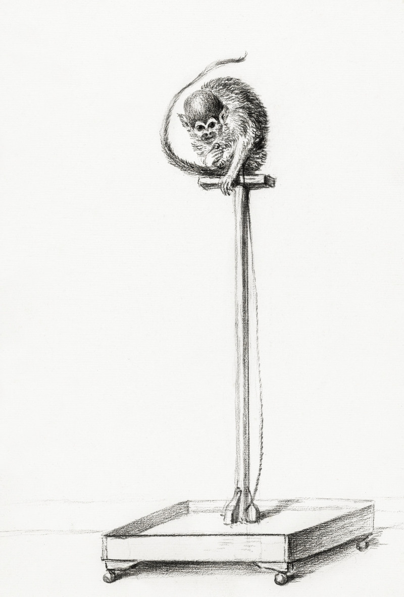 Jean Bernard reprodukcija Little Monkey Sitting On a Pole (1820)